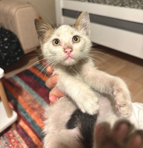 Araba Tekerlerine Sığınan Bebeğe Acil Yuva fotoğraf