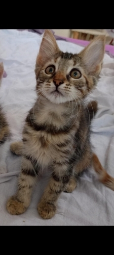 Minnie acil yuva arıyor fotoğraf