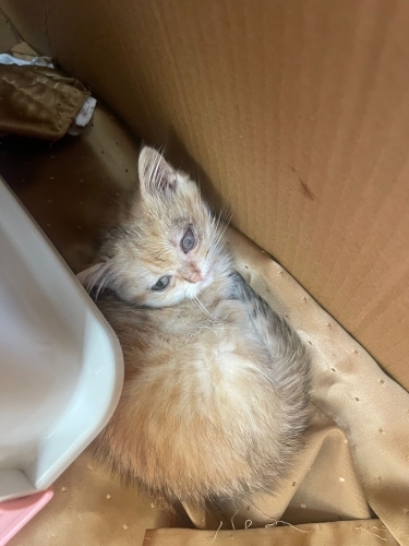 Çok uysal oyun seven bir kedi fotoğraf