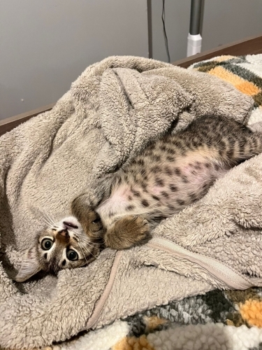 Minik Leopar mikmik yuvasını arıyor fotoğraf