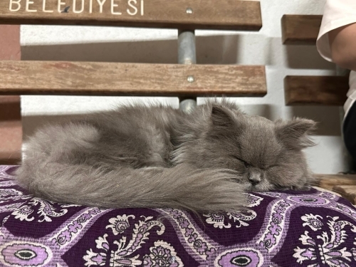persian(iran kedisi) sokakta bulduk fotoğraf