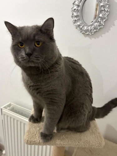 🐾 Acil Yuva Arayan Yakışıklı Erkek British Shorthair 🐾 🐾 fotoğraf