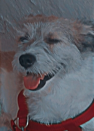 Sevecen Terrier oglumuz Paşa fotoğraf