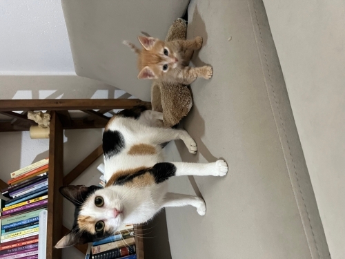 🏡 Sevgi Dolu Yuvalarını Arayan Minikler ve Anneleri 🐱 fotoğraf