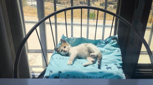 Miniğe Yuva arıyoruz fotoğraf