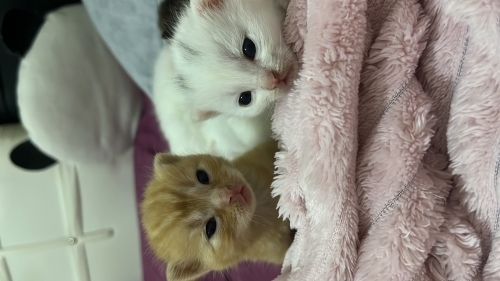 Minik yeni doğmuş yavrular fotoğraf
