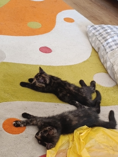 Birbirinden tatlı 2 yavru kedi fotoğraf