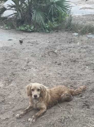 Oyuncu , sıcak kanlı harika bir cocuk fotoğraf