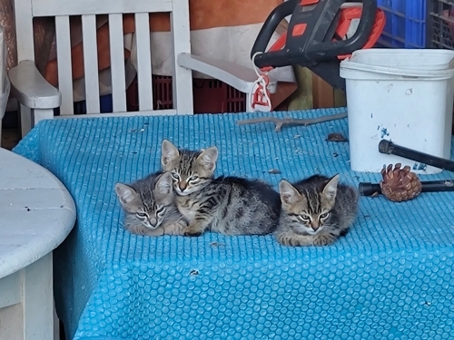 iki tekir bir gri yavru kedi fotoğraf
