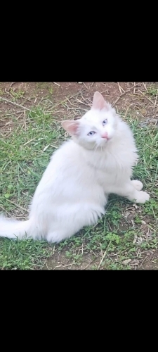 Uzun tüylü mavi gözlü ankara kedisi fotoğraf