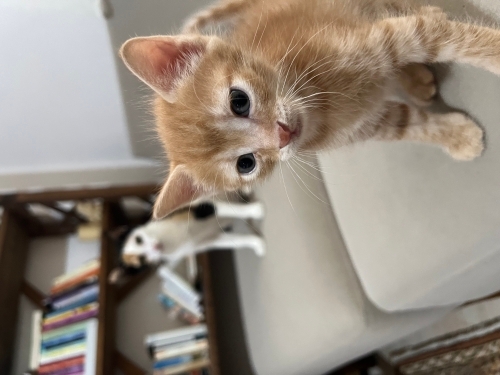 Sarman bebe ömürlük sevgi dolu yuvasını arıyor fotoğraf
