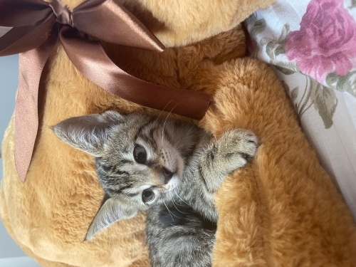 Fındık Kurdu Berna size gelecekmiş fotoğraf