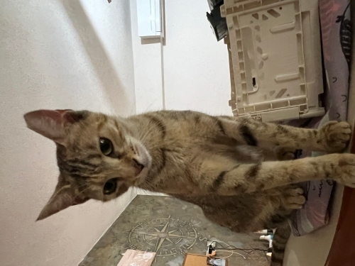 Kıpırdak tatlı yaramaz 🙃 fotoğraf