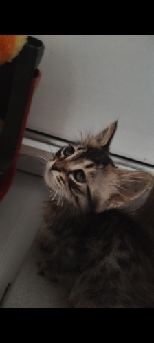 Odada kapalı kalmaktan mutsuz fotoğraf