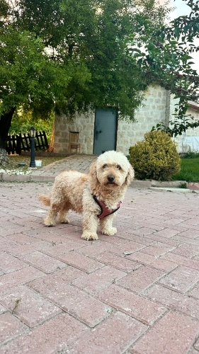 Poodle terrier kırması yuva arıyor fotoğraf