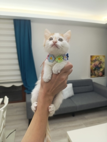 2 aylık kayısı sorumluluk sahibi ailesini arıyor fotoğraf