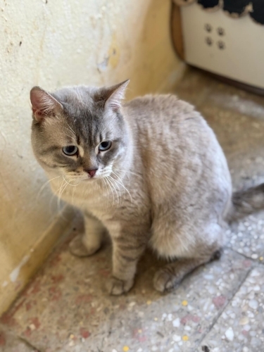 Maviş oğlan yuva arıyor fotoğraf