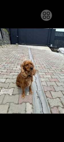 Acil yuva arıyorum fotoğraf