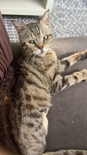 3 bacaklı cins kedi acil yuva fotoğraf