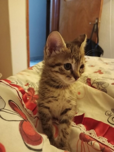 2 Aylık Sakin Huylu Sıcakkanlı Bebek fotoğraf