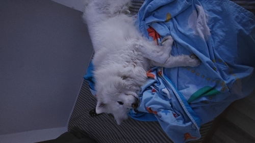 Samoyed 3 yaşında erkek fotoğraf