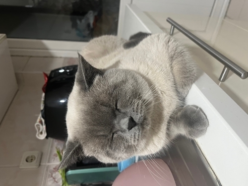 Sokaktan bulundu acil yuva aranıyor fotoğraf