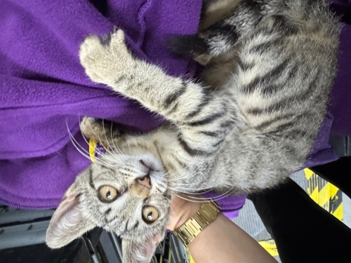 Kırma kedi yavru bursa gürsu fotoğraf