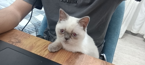 o cok sakin bir kedi ben maddi durumlardan dolayı veıyorum fotoğraf