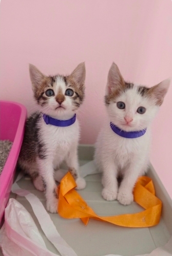 Minik Patiler yuva arıyor(1 dişi , 1 erkek) fotoğraf