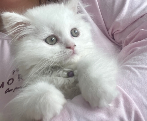 Einstein pamuk çok akıllı bir kedi fotoğraf