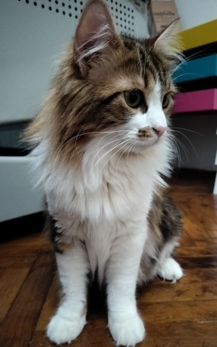 Sevecen oyuncu sahiplendirmek istiyorum fotoğraf