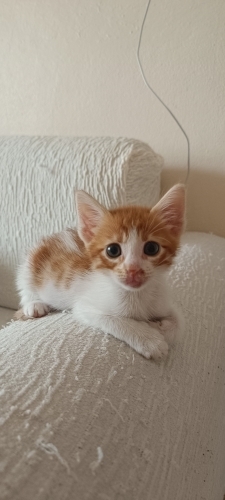Sarman Yavru Kedi fotoğraf