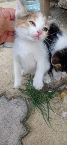 Acil yuva Karasu fotoğraf