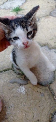 Acil Yuva Karasu fotoğraf