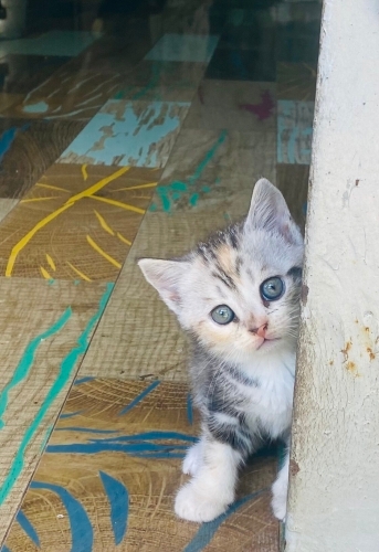 Ömürlük yuva 05362920371 fotoğraf