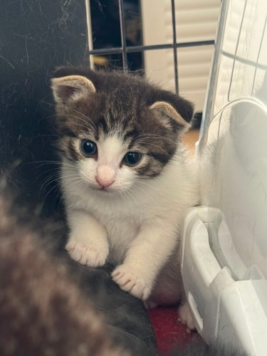 Kırık kulak minik fotoğraf