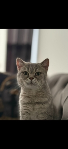 Dünyalar güzeli asaletli bir kedi bırakıyorum ilana fotoğraf