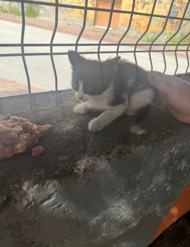 Smokin kedi araba motorundan kırtarıldı fotoğraf