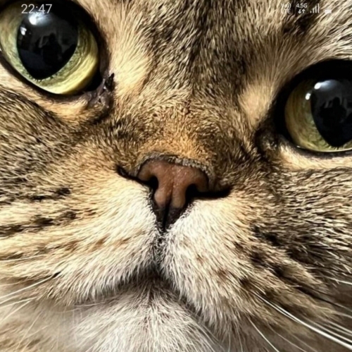 sosyal kelebek LEO fotoğraf
