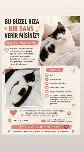 Kısırlaştırmasi ve iç dış parazitleri yapıldı lösemi hastası fotoğraf