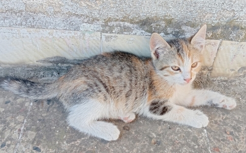 LİLA YA ÖMÜRLÜK YUVA fotoğraf