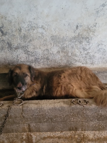 Korumaya alan kişi tehdit altında olduğu için yuvasını arıyoruz fotoğraf