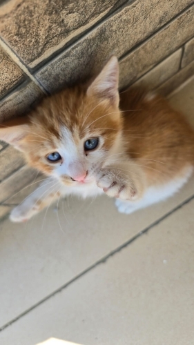 Bu meleğe yuva olur musunuz? fotoğraf