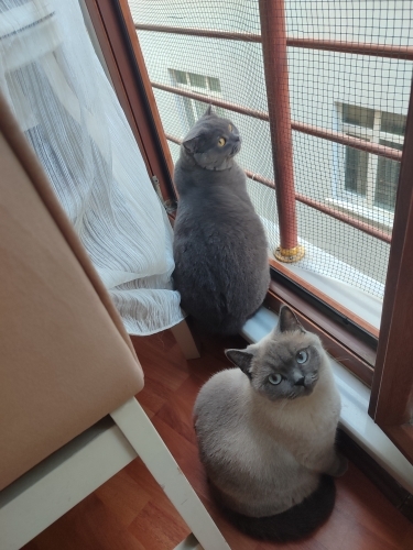 Sakin uslu sevimli fotoğraf