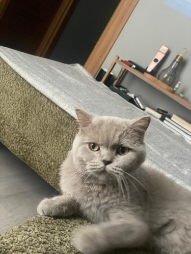 Paris yuvasını arıyor fotoğraf