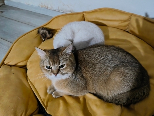 British shorthair black golden sahiplendiriyorum almak istiyorsanız ücretsiz fotoğraf