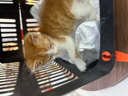 Kargalardan kurtarılan yavru kedi fotoğraf