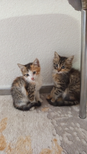 insancıl oyuncu bir kedi fotoğraf