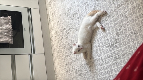 4 aylık oyuncu oğluşumuz fotoğraf