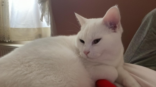 Oyun oynamayı çok sever , cırmalamayı bilmez , annemden kaynaklı Veriyoruz fotoğraf